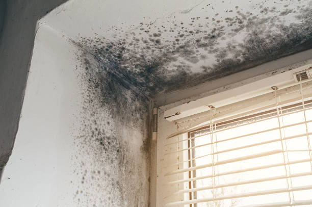 Affordable Mold Cleanup solutions in Camden, NJ